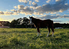 Images Star Ridge Stables