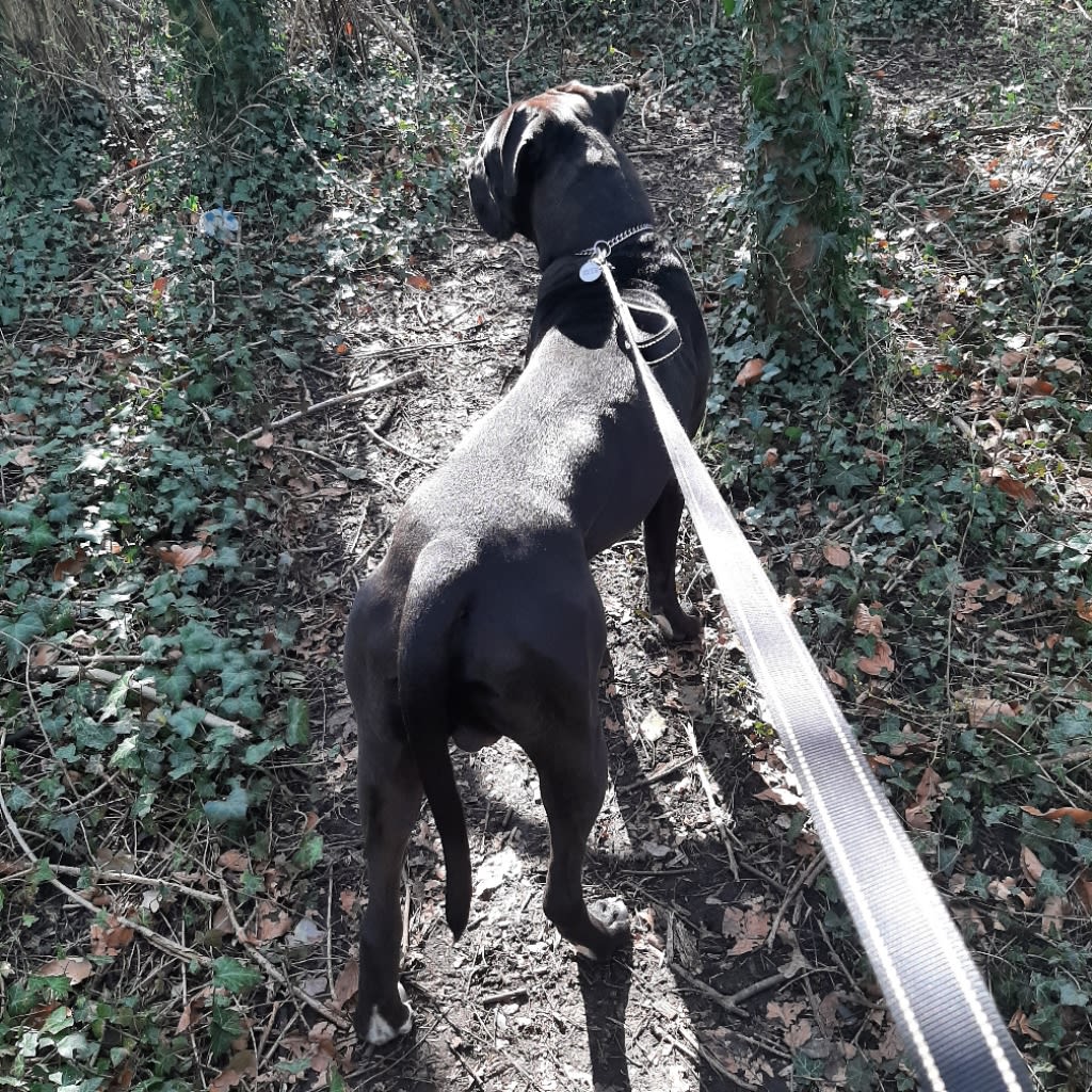 Images Chadderton Dog Walking & Pet Services