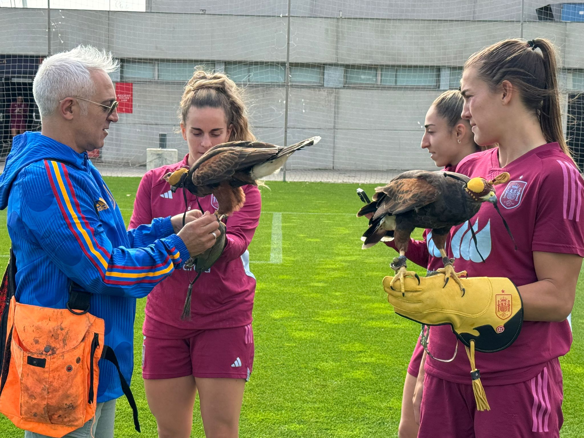 Images Bird Control Falcon S.L.