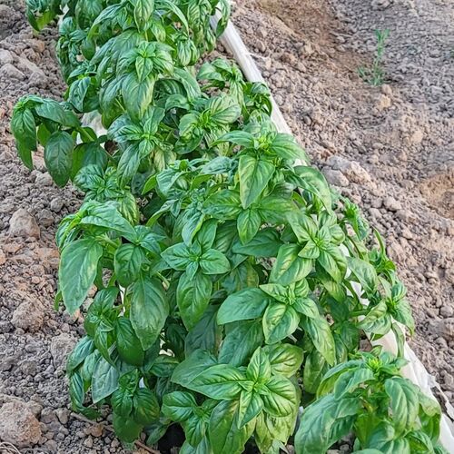 Images Catorcectáreas