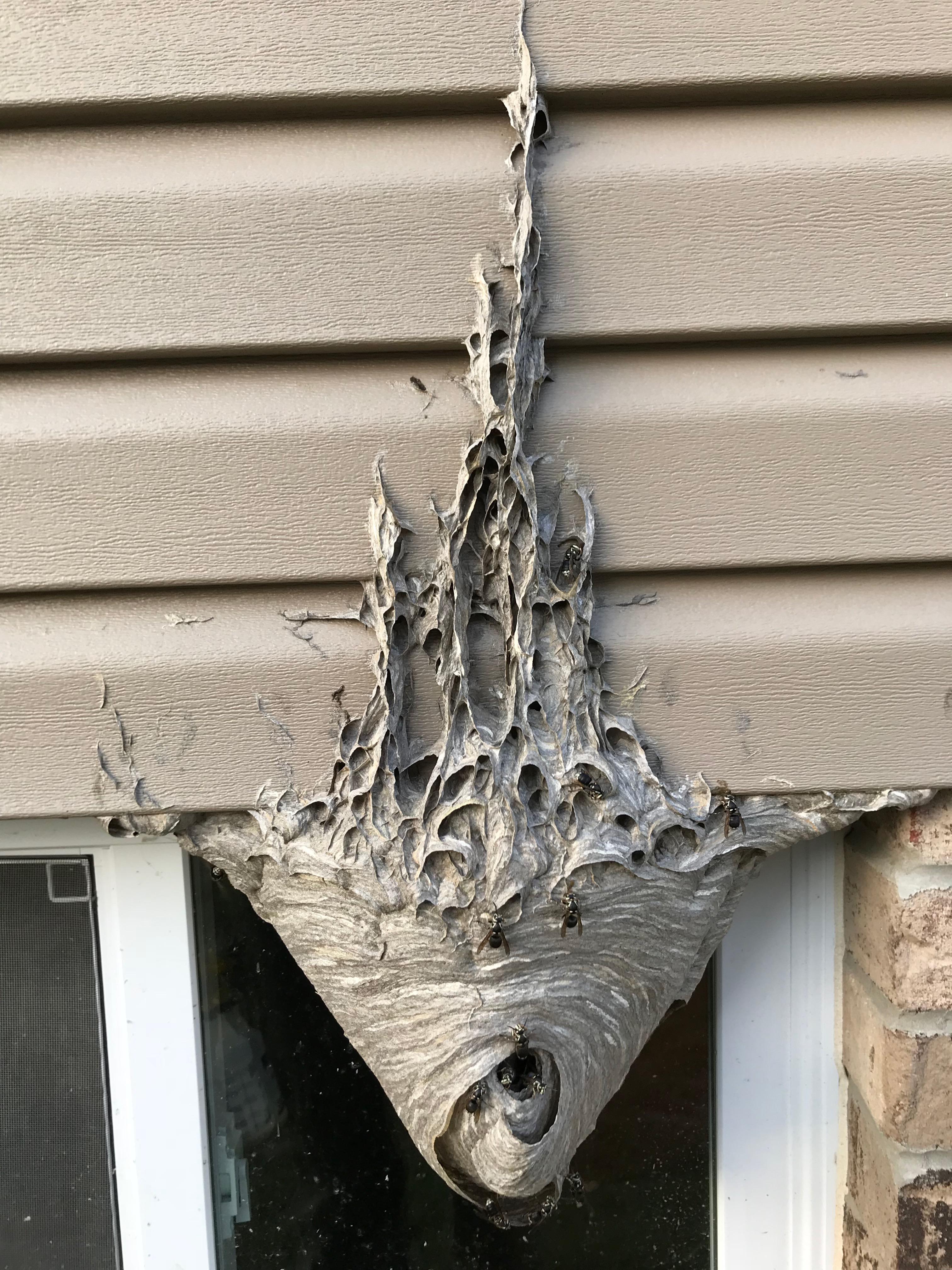 Hornet nest in Wexford, PA