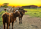 Images Rosemary Horse Ranch