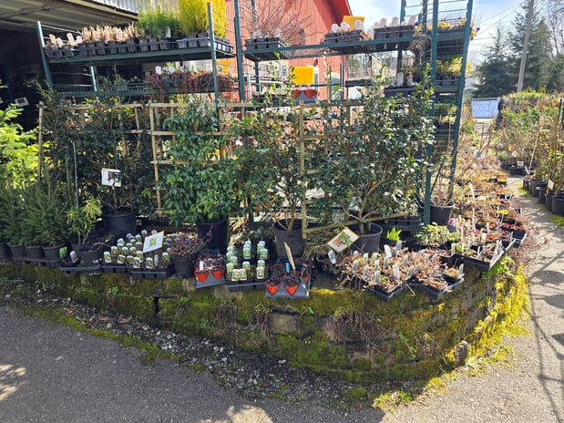 Images Rosso Gardens