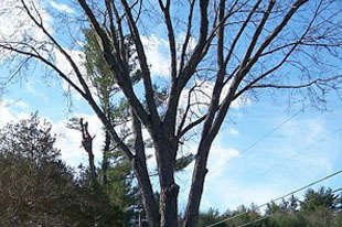 Images Whitcomb Tree Service