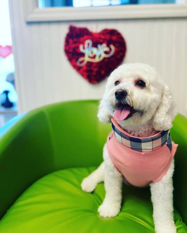 Images Pamper Your Pet II