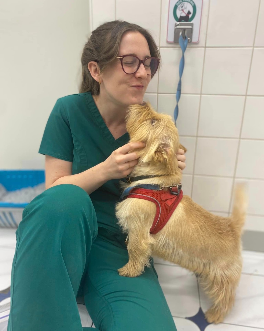 Images Streatham Hill Veterinary Surgery