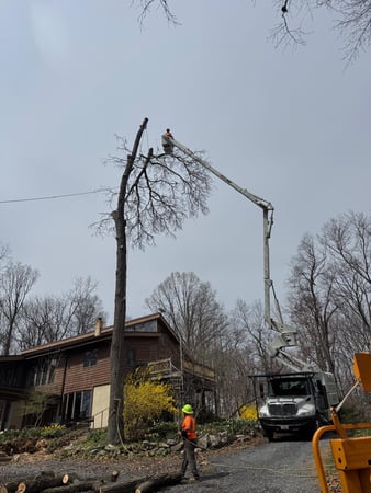 Images ER Tree Services LLC