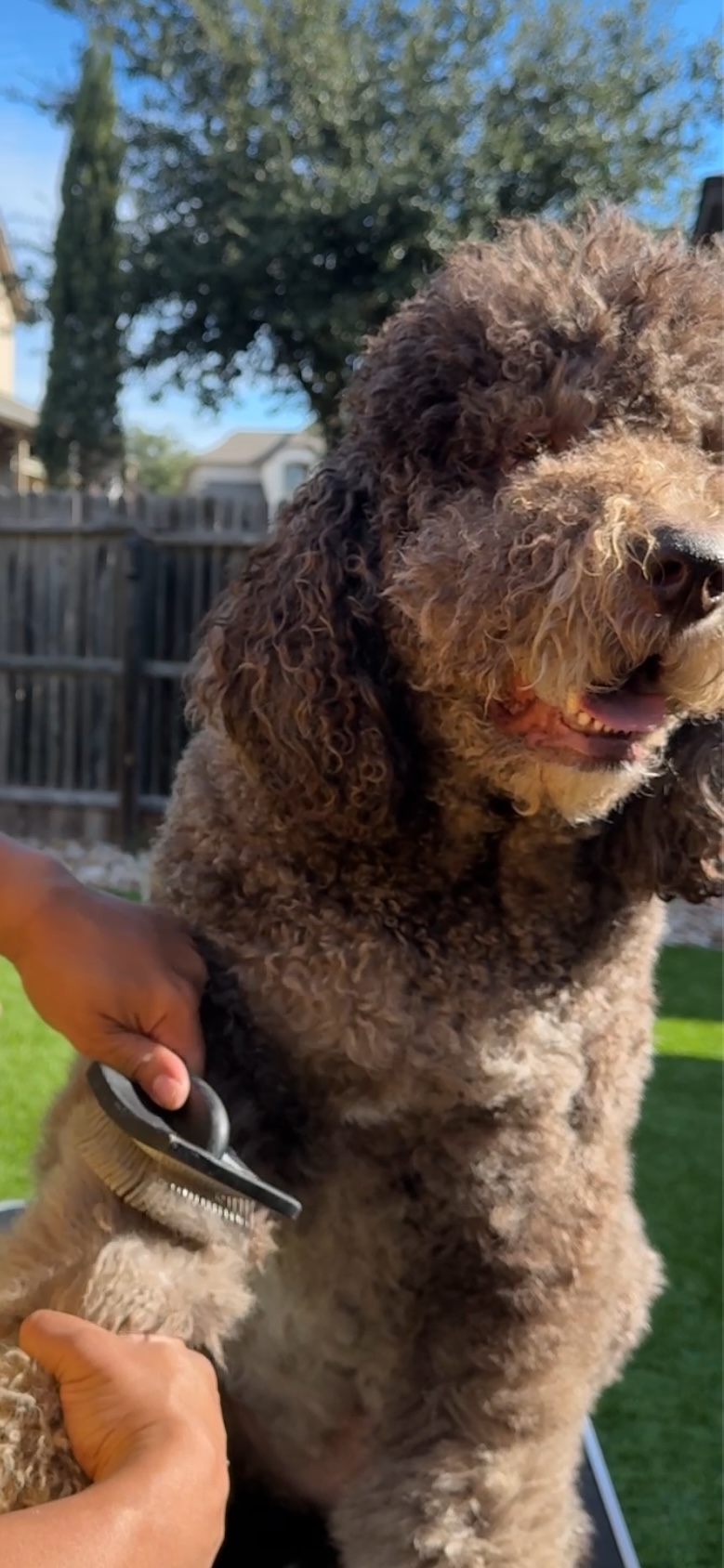 Doodle Me This Kingston and Hamilton LLC Image
