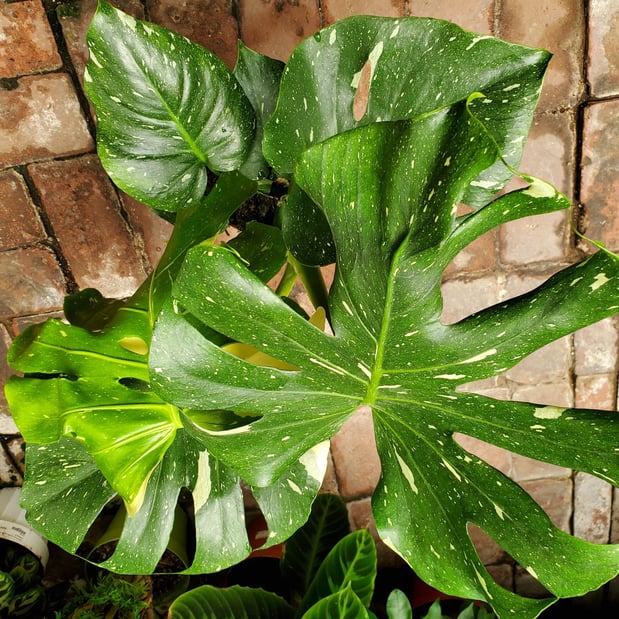 Images Deep Roots Garden Center