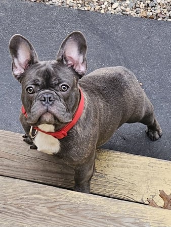 Images ABC's of Dog Training
