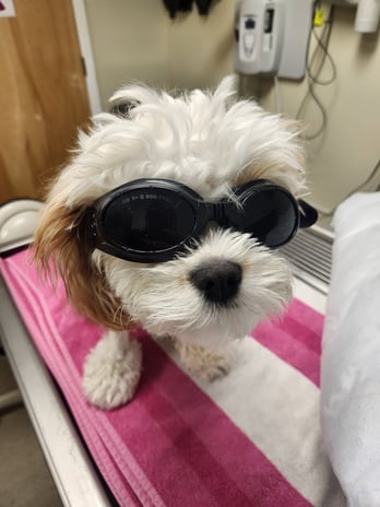 Images VCA Morris Plains Animal Hospital