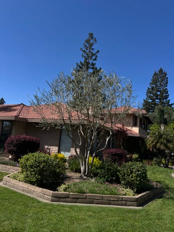 Images Sierra landscaping