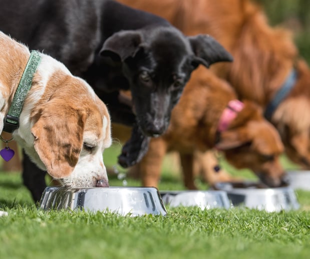 Images Great Outdogs