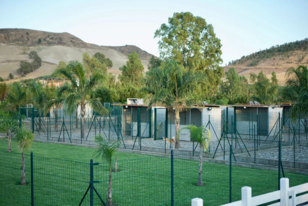 Images Your Dog Resort