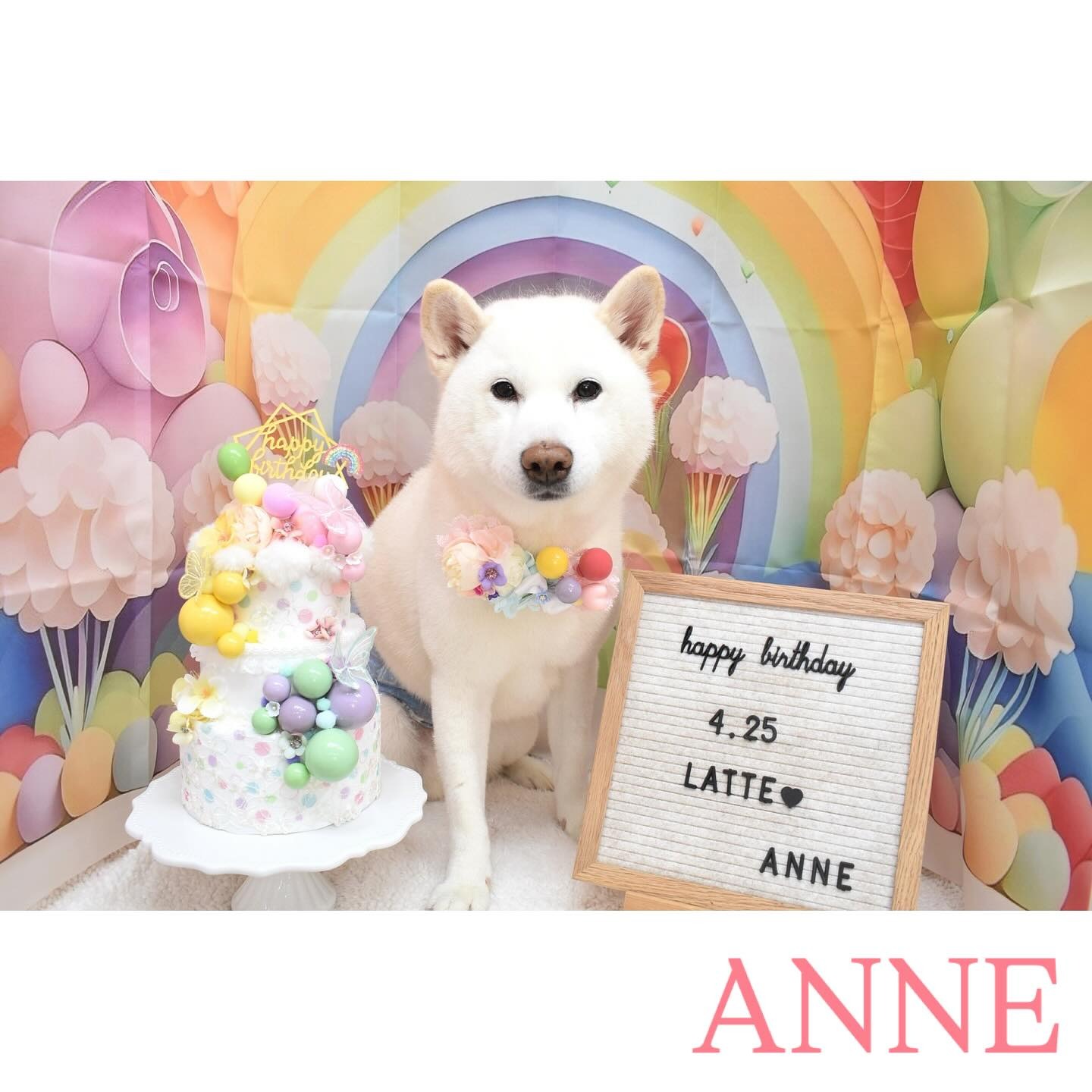 Images わんわんスタイルANNE