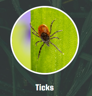 Our team of licensed professionals diagnose and treat tick infestations. We provide detailed instruction of the process that goes into treating ticks, and offer return visits if necessary