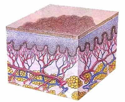 Images Coronese Dr. Antonio