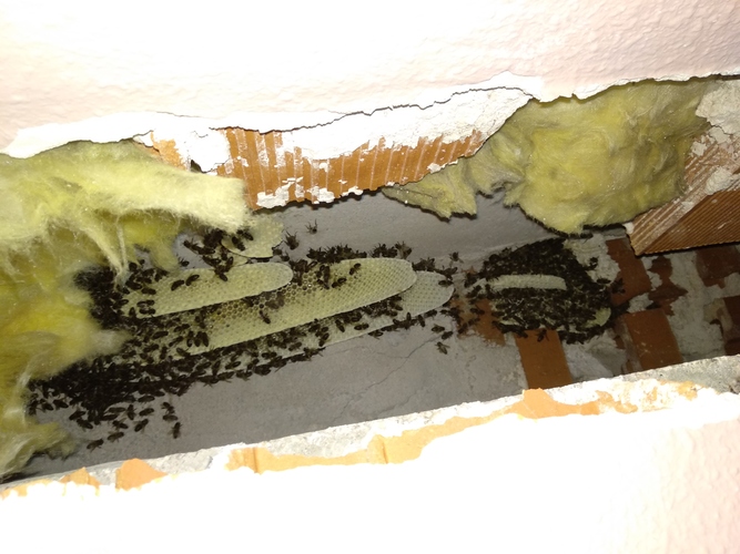 Images Retirar Abejas