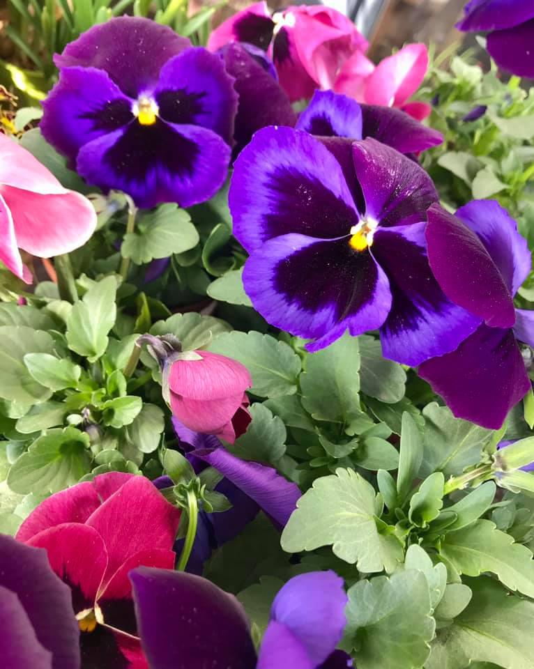 bluamaundmeh, Ketschelenstraße 1 in Feldkirch