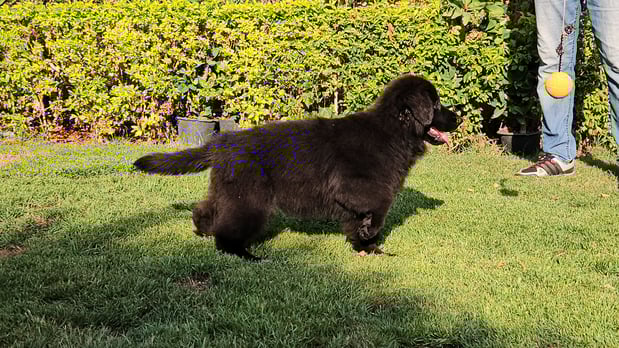 Images VanBlargan German Shepherds