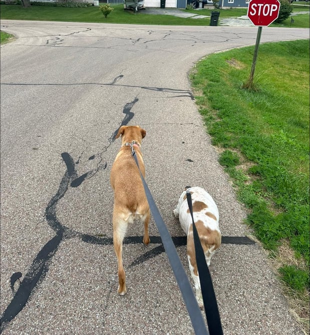 Images Leash and Love LLC