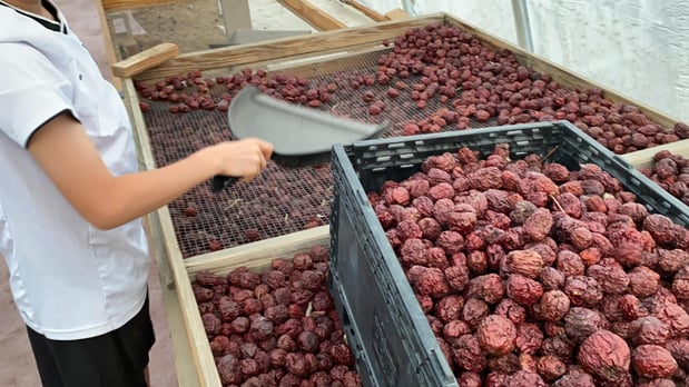 Images Base Camp Jujube Ranch 베이스캠프 대추농장