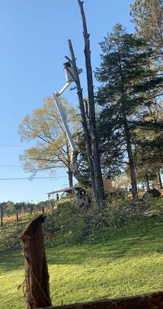 Images Tree Removal and Landscaping