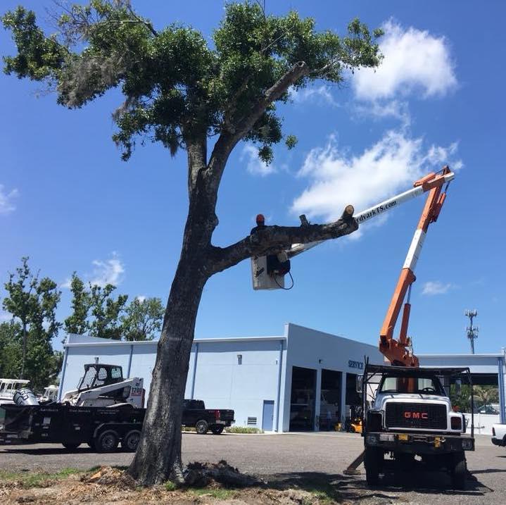 Aardvark Tree Services, LLC Photo