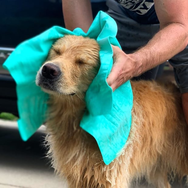 Images The Absorber Dog Lover’s Towel