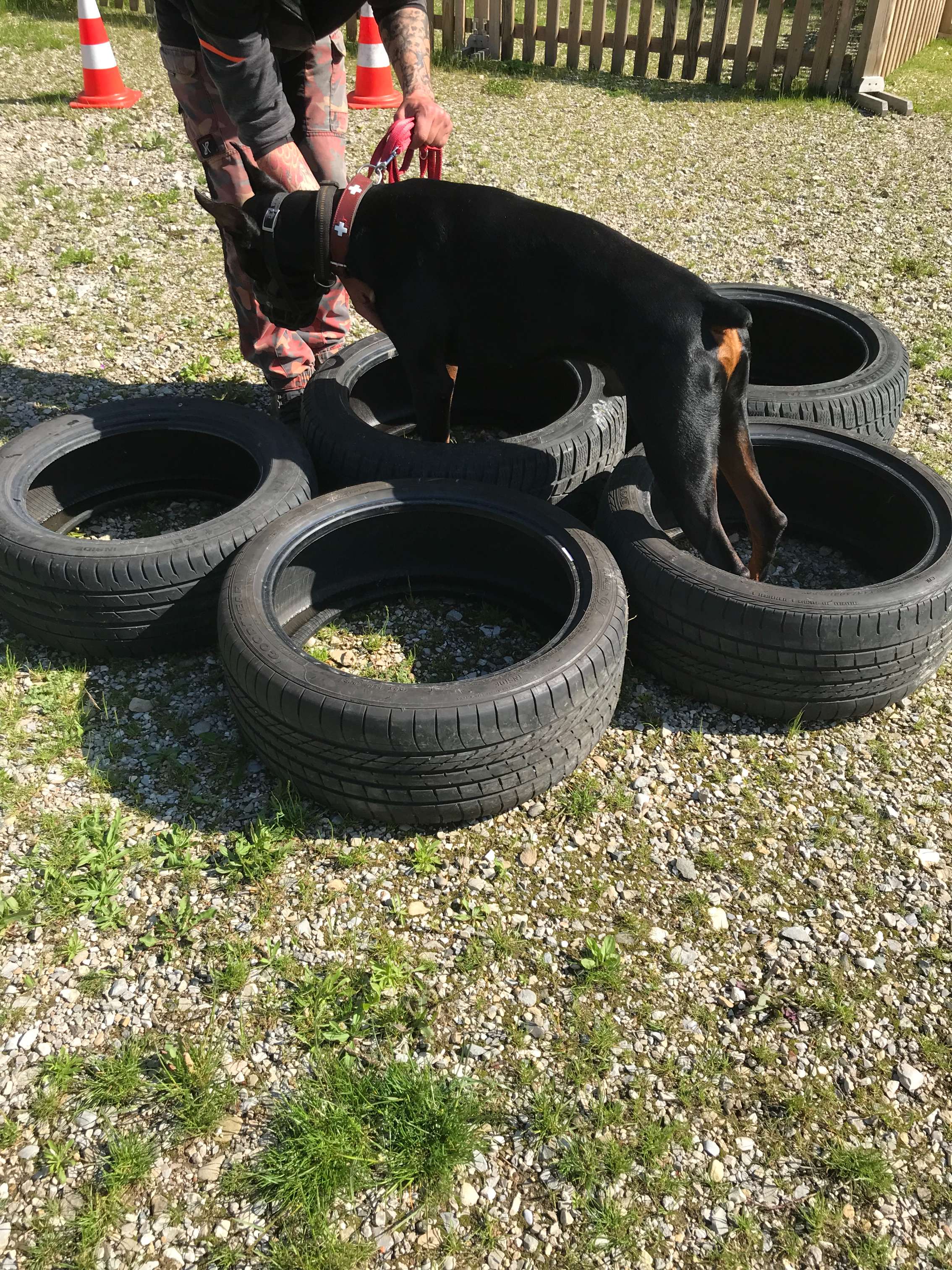 Hundeschule Wauschlau, Brukenthalstraße 4 in München