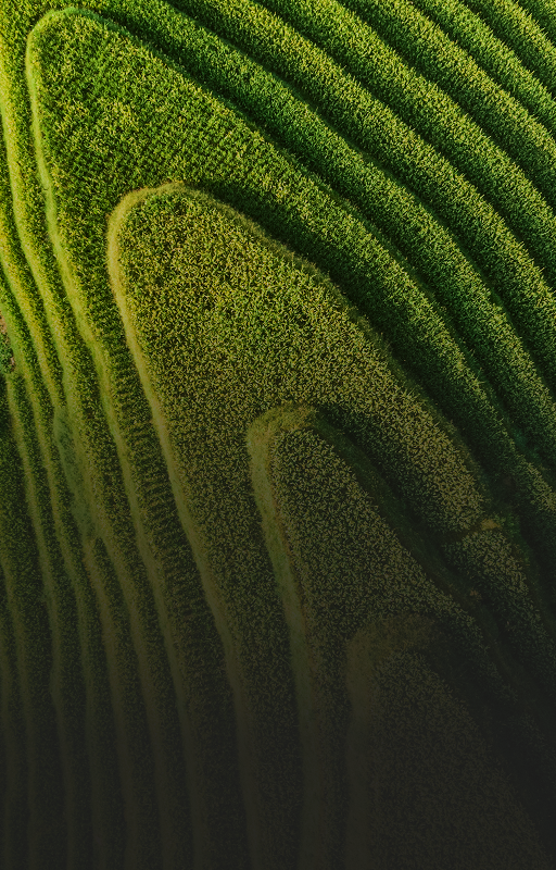 Aerial view of scenic rice fields.