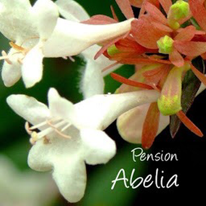 Abelia Pension und Ferienwohnungen Helmstedt, Alte Siedlung 3 in Helmstedt