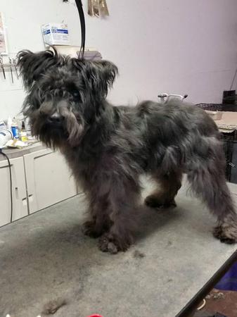 Images Happy Tails Groom & Board