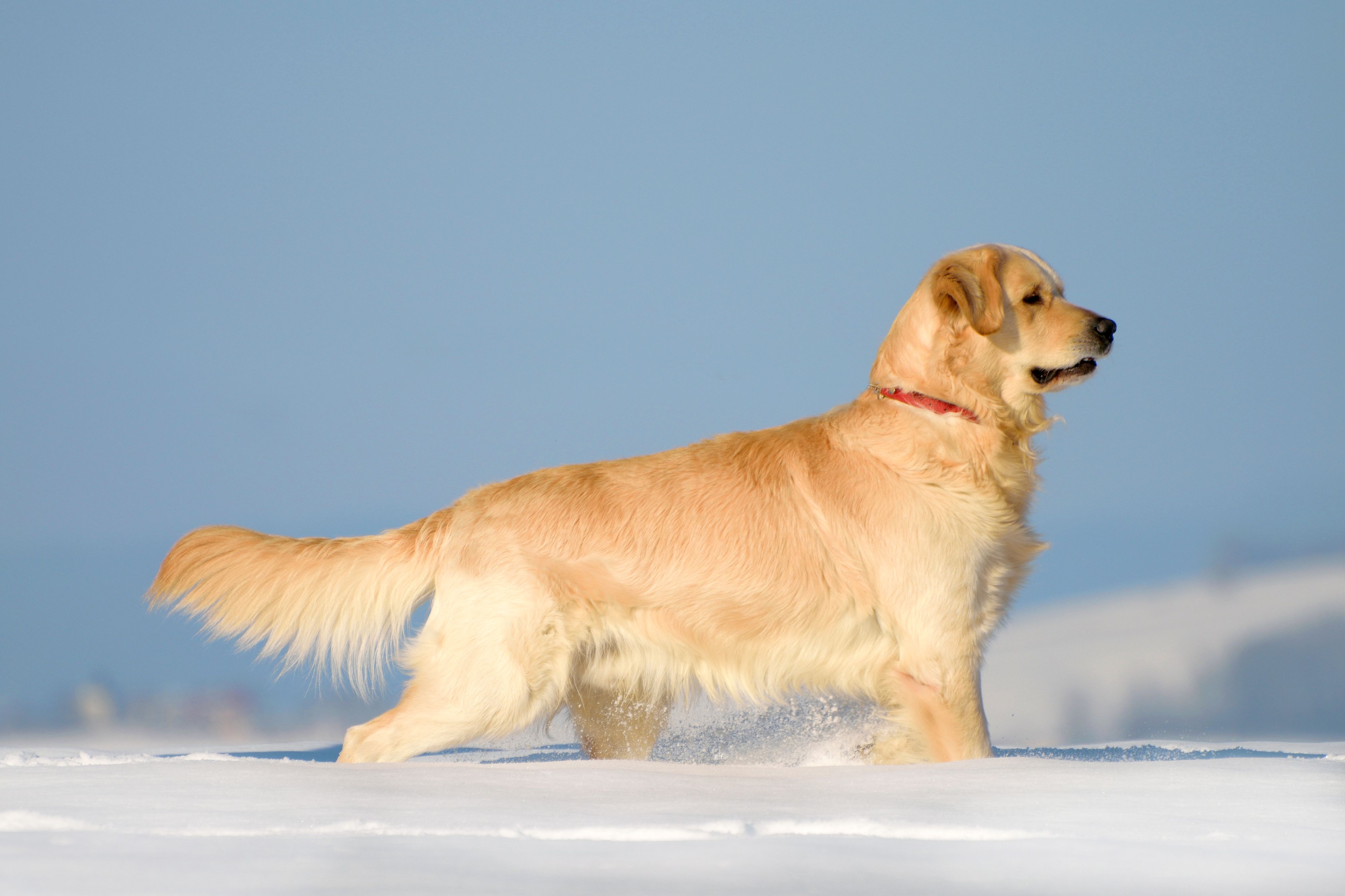 Bild 14 von DieHaustierSeite - Uschi Kasbauer