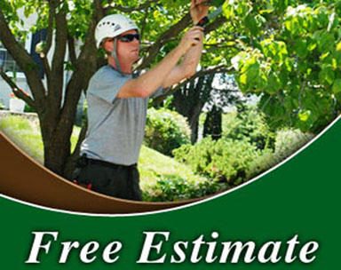 Images Aspen Tree Service Inc