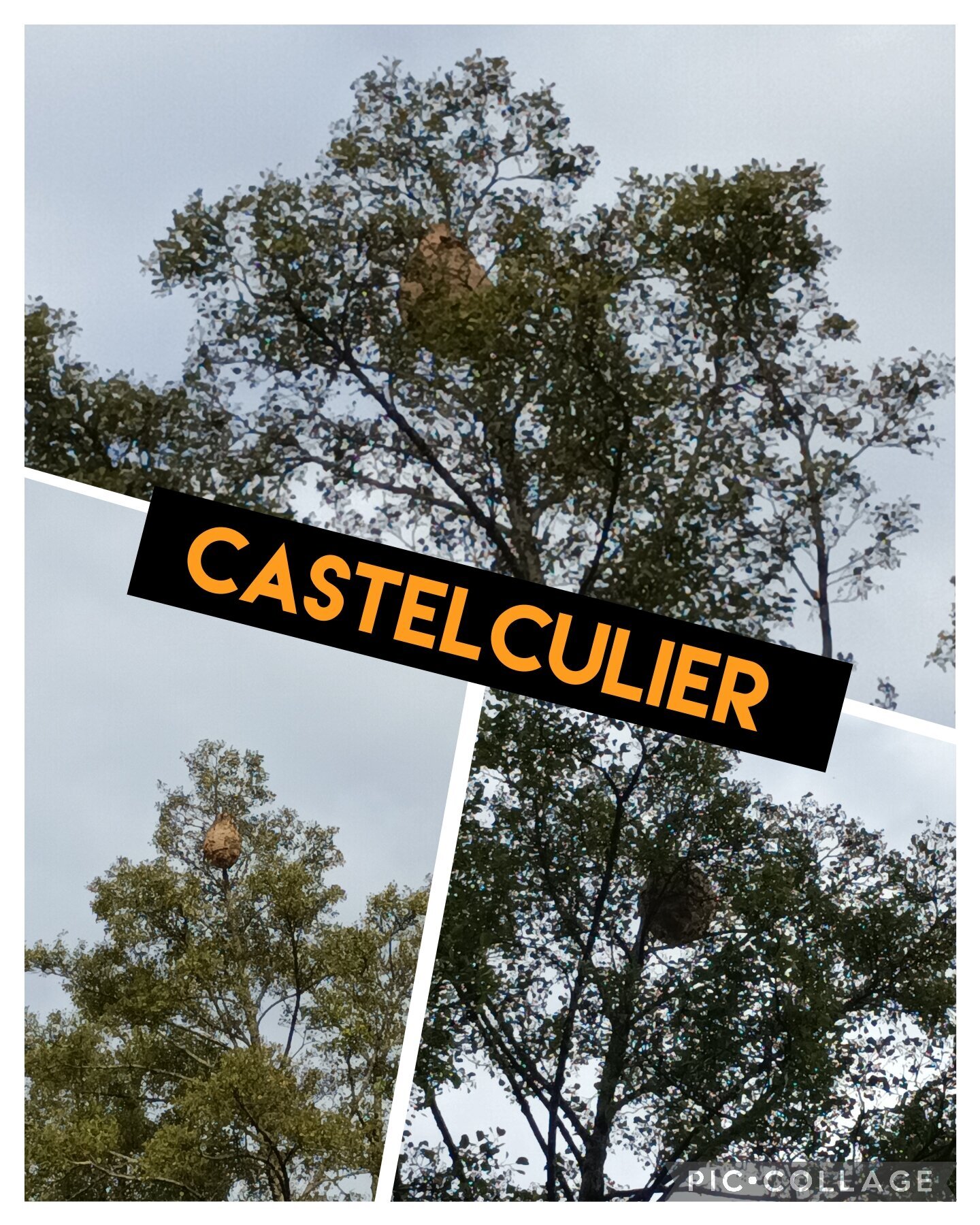 Images CLG Nuisibles-Guêpes-Frelons