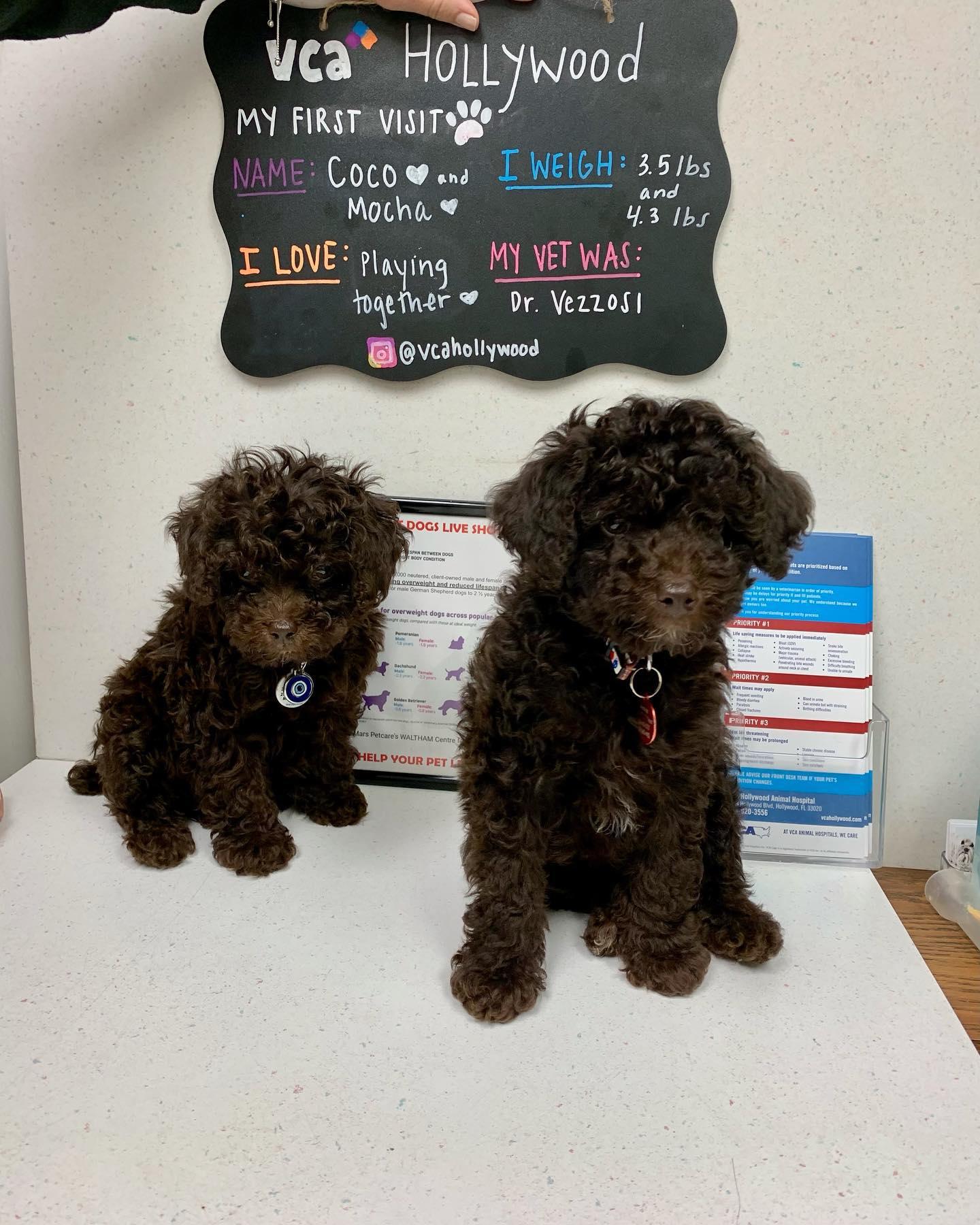 Toy Poodle  VCA Animal Hospitals