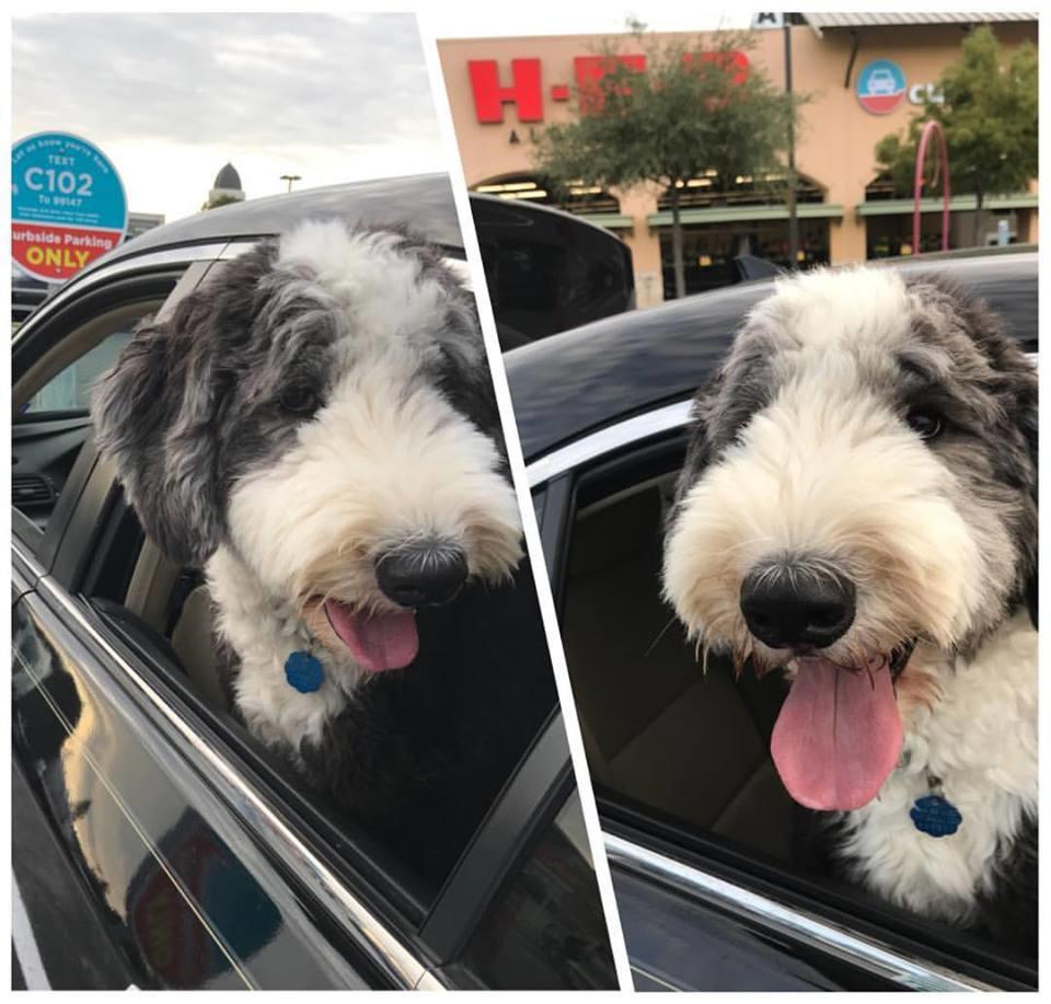 Sheepadoodle Duncan enjoying his first H-E-B Curbside visit at Alon Town Center H-E-B Curbside Pickup & Grocery Delivery San Antonio (210)479-4300
