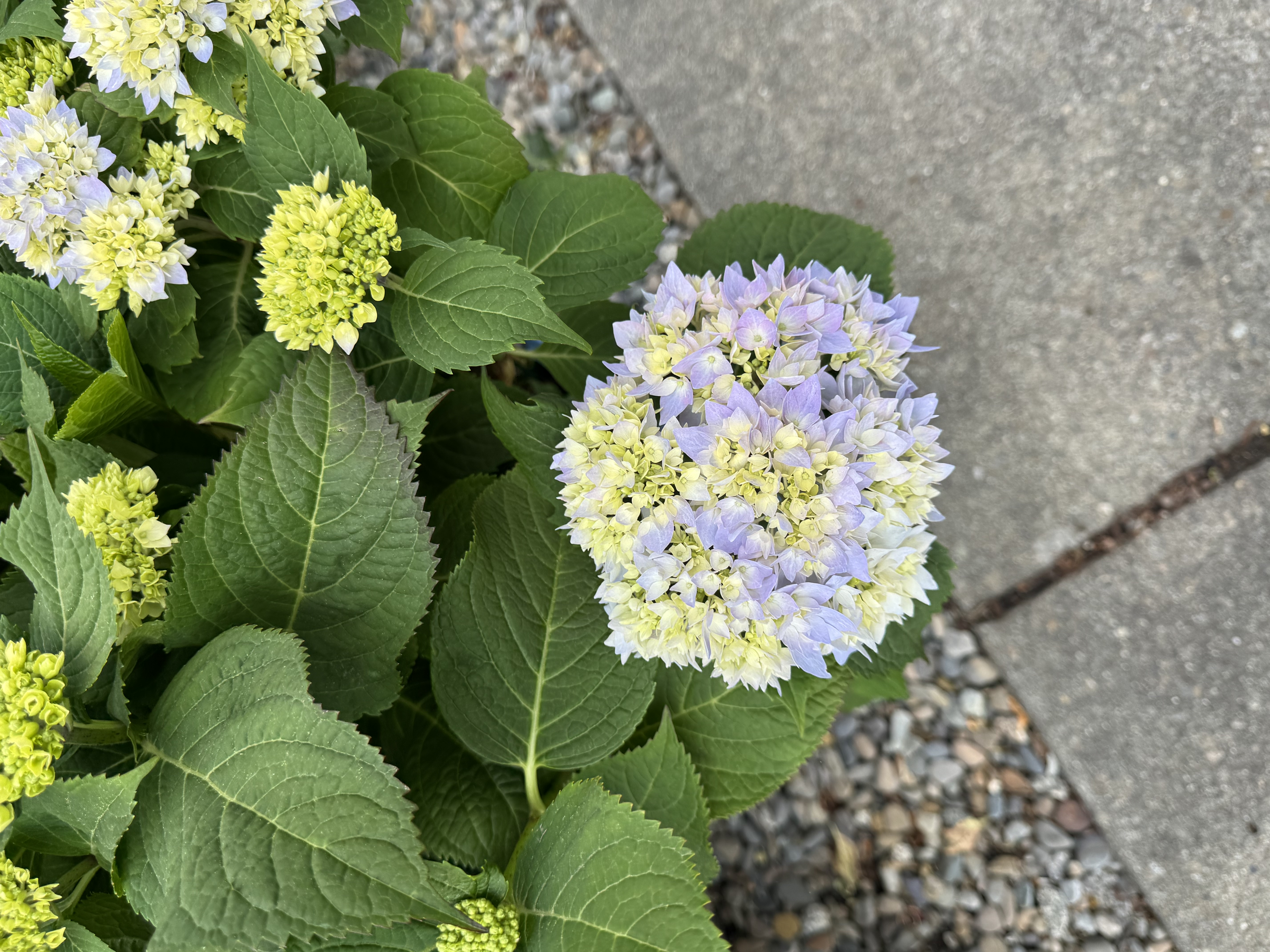Endless Summer Hydrangeas are a great addition to a shady spot in your garden. Their vibrant blue an 