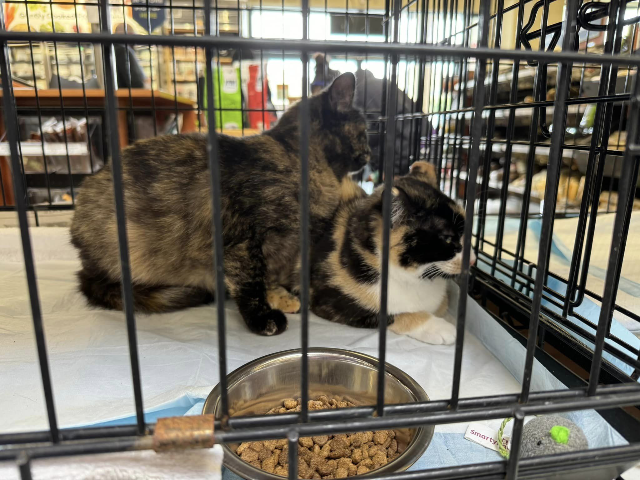 Hard to resist these cuties! If you are looking for some love Pet Food Express in Pacifica has some beautiful kitties to adopt