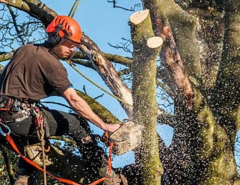 J.D’S Gardening & Tree Service 7