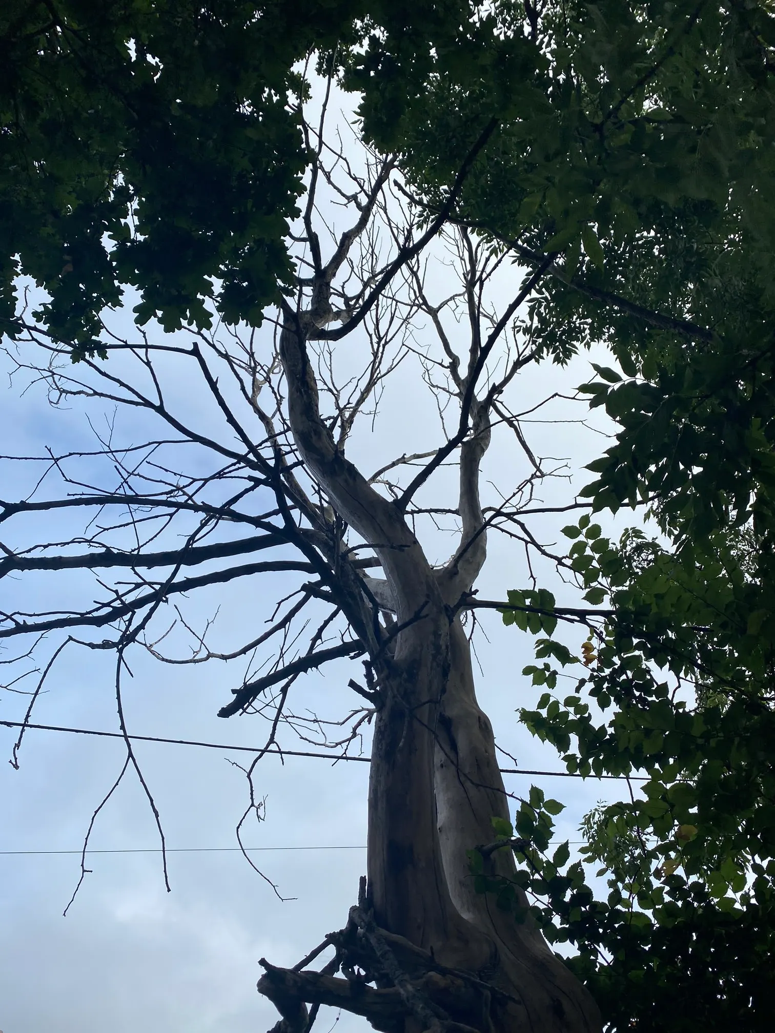 Images Wincanton Tree Care