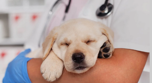 Dr.med.vet. Ernst Meier Tierarzt, Seehof 2 in Dießen