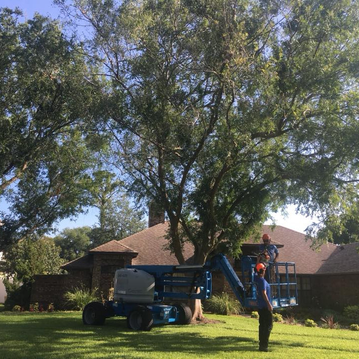 Aardvark Tree Services, LLC Photo