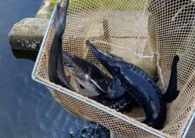 Angelsee Bendestorfer Wassermühle Inhaber: Dirk Schmanns, Bendestorfer Chaussee 17 in Bendestorf