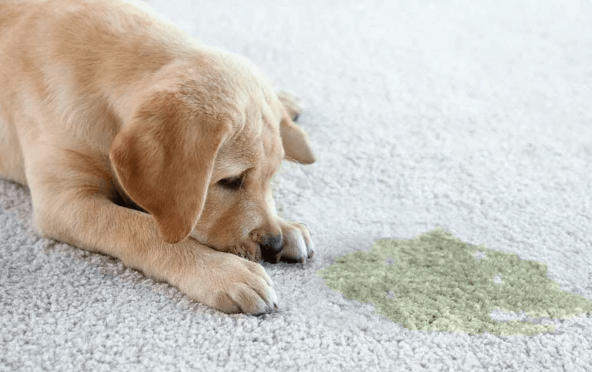 Pet Urine Removal Midland, Michigan