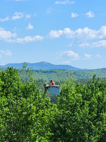 Images Oakes Tree Service & Rubish Removal