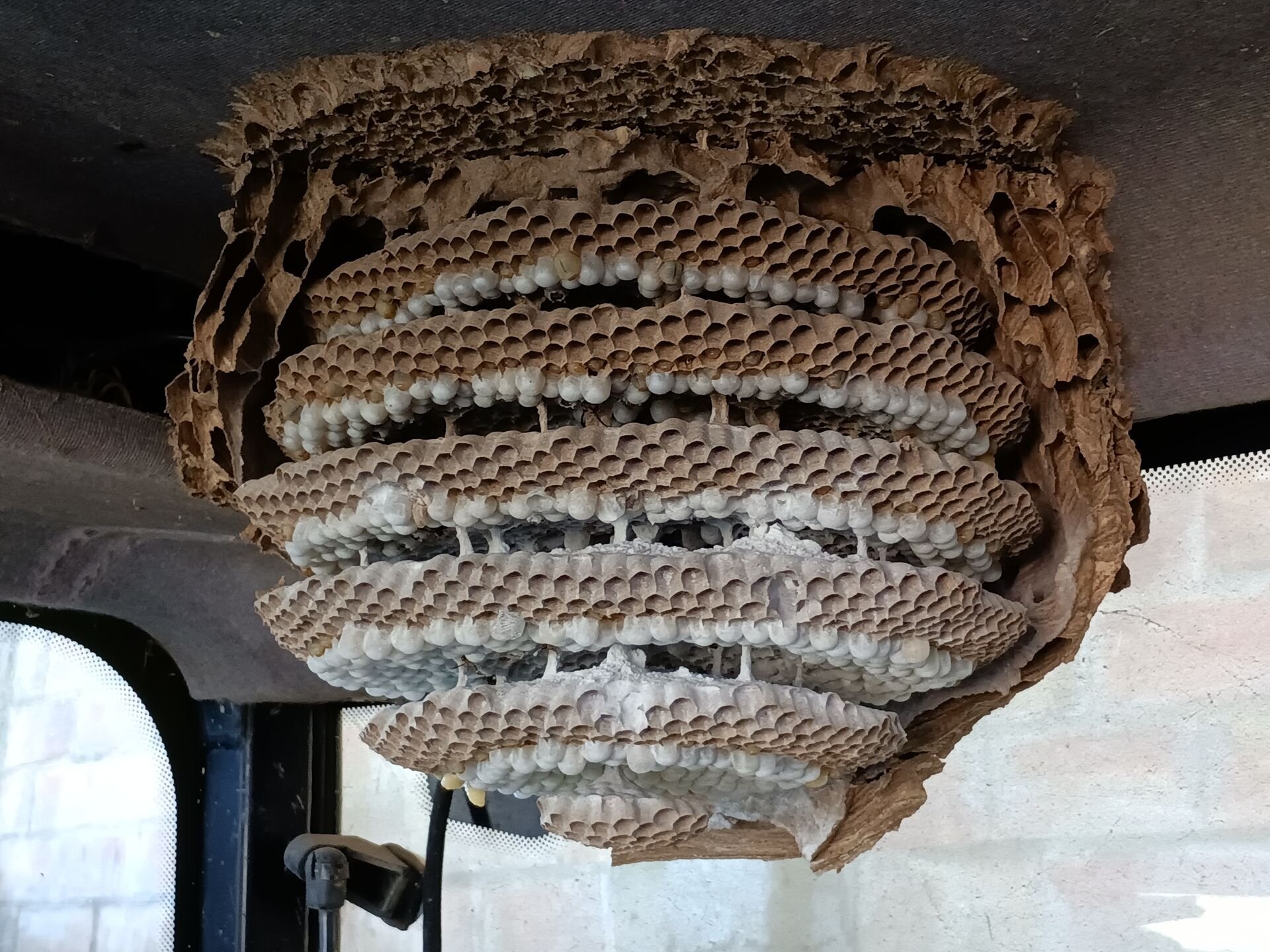 Images CLG Nuisibles-Guêpes-Frelons