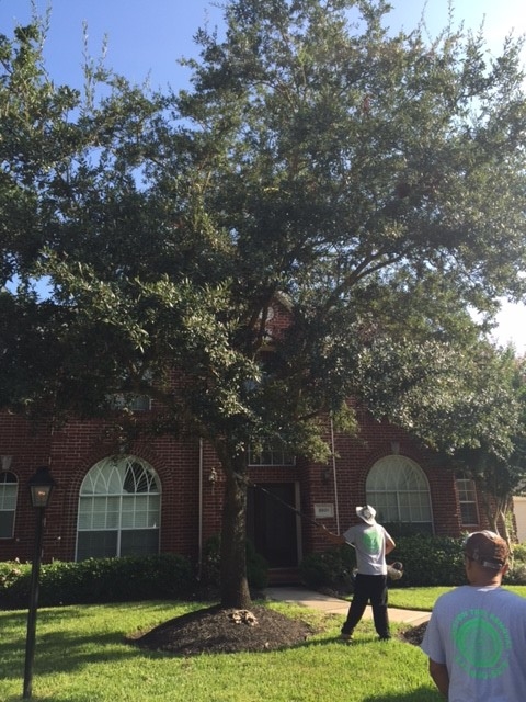 Houston Tree Removal Photo