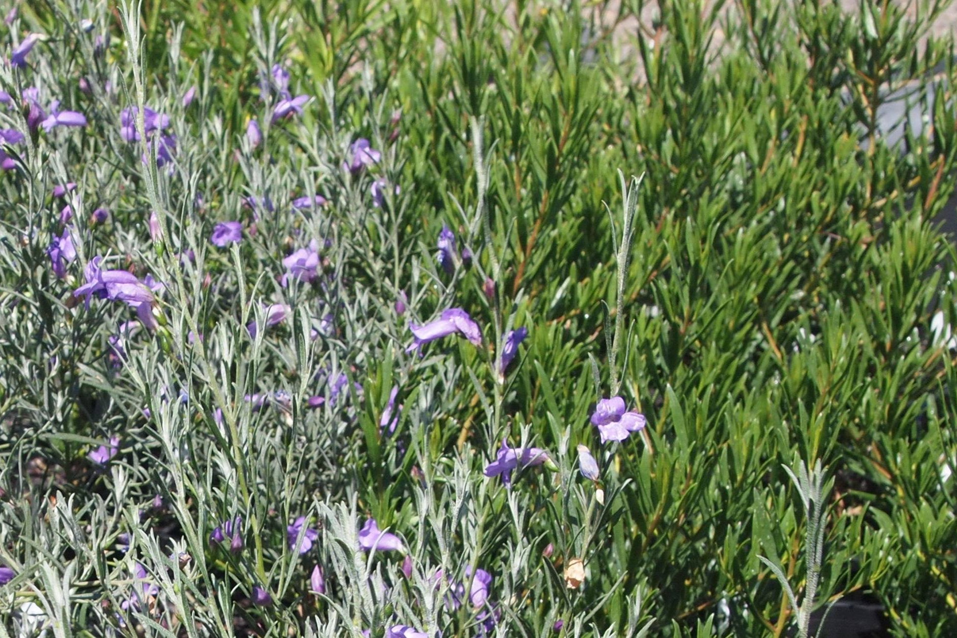 Images Neangar Nursery